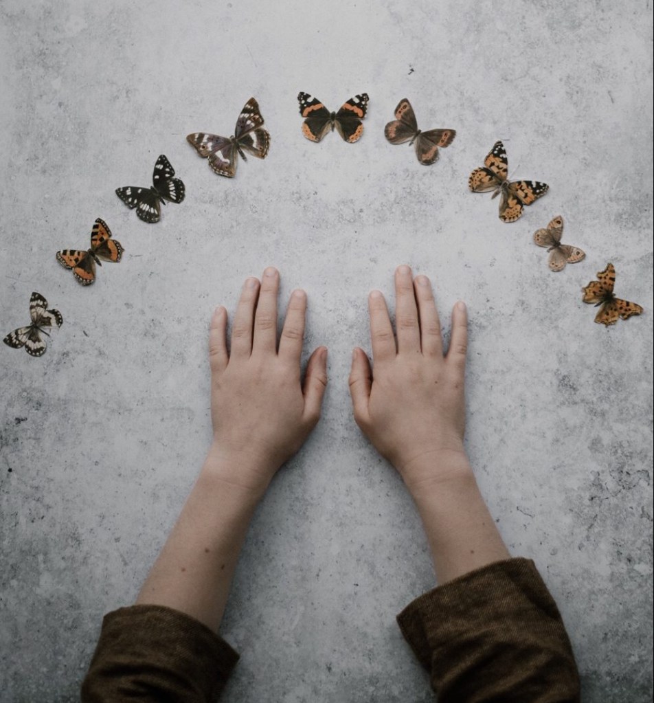 Adobe Spark | Butterflies